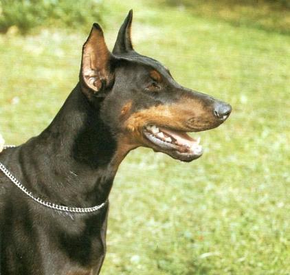 Daisy's Thekla | Black Doberman Pinscher