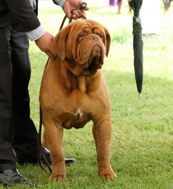 Emberez the Big Show Knox | Dogue de Bordeaux 