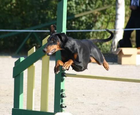 Red Label's Illustrious Imp | Black Doberman Pinscher