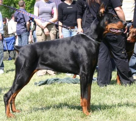 Cassandra Best Cerber | Black Doberman Pinscher