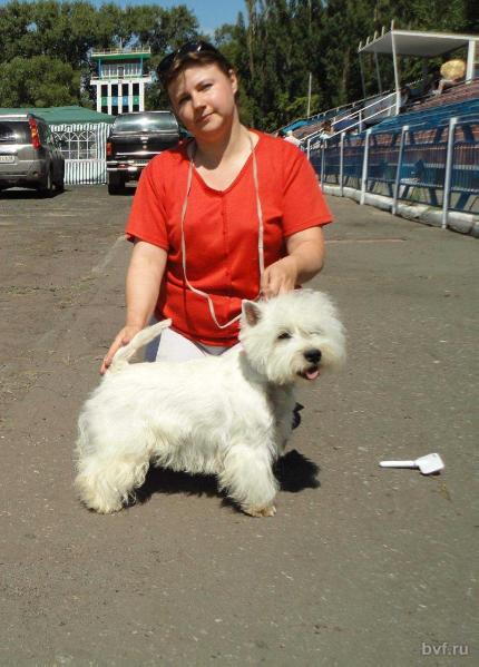 Ostry Klinok iz pastushey sumky | West Highland White Terrier 