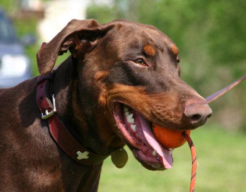 Cerberus Best Cerber | Brown Doberman Pinscher