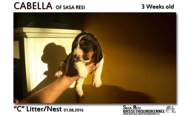 Cabella of sasa Resi | Basset Hound 