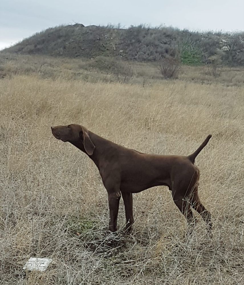 Martin di San Mamiliano | German Shorthaired Pointer 