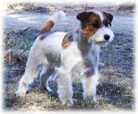 Scarlett Bevy JR Mona Lisa | Jack Russell Terrier 