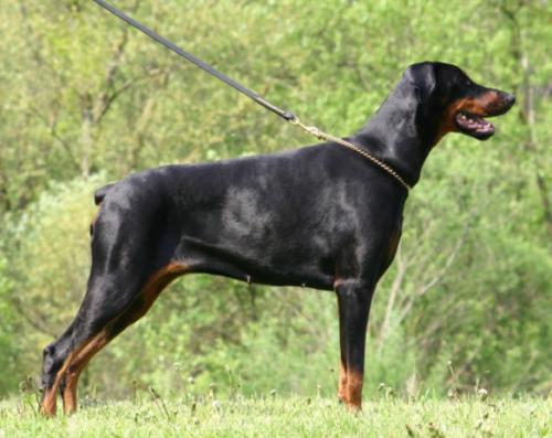 Clio Best Cerber | Black Doberman Pinscher