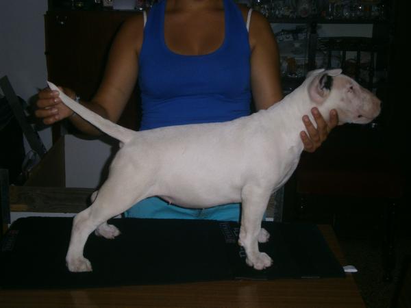 Bullema Zaara | Bull Terrier 