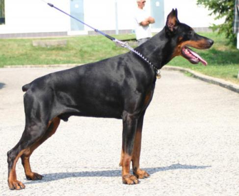 Cratus Best Cerber | Black Doberman Pinscher