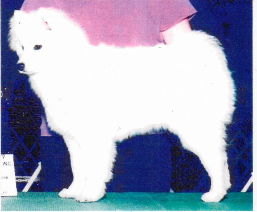 CALTIVATING CORA OF FUJI | American Eskimo Dog 