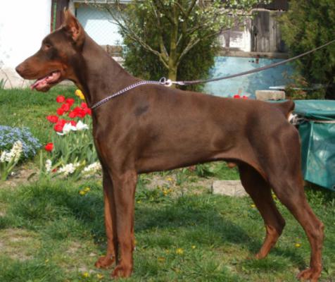 Cyryl Best Cerber | Brown Doberman Pinscher