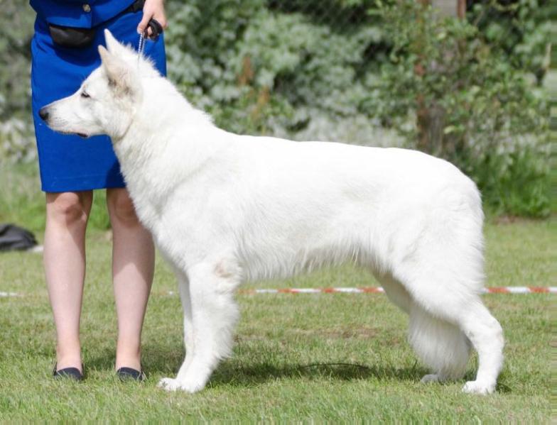 Champion Gwynbleidd | White Swiss Shepherd Dog 