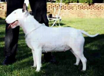 QUEST YGGDRAZIL AT BOROMIR ROM | Bull Terrier 