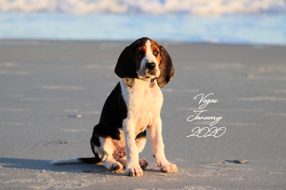 Lost Heritage He's A Show Stopper | Treeing Walker Coonhound 