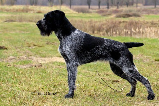 Laura II vom Liehter-Moor | German Wirehaired Pointer 