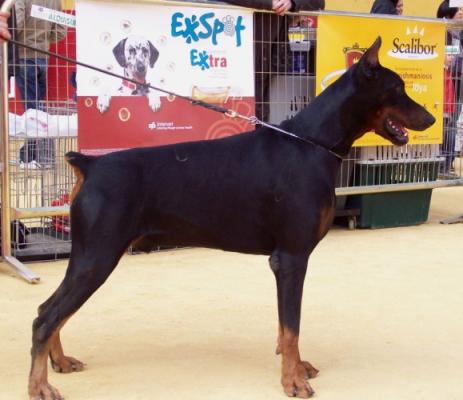 Gary Cooper Inca de Guma | Black Doberman Pinscher