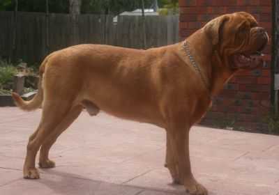 Durhamdogues Captain Cornelius | Dogue de Bordeaux 