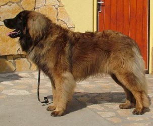 Yassir v. Dreiburgenland | Leonberger 