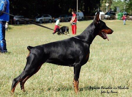 Princess Paradise vis Absoluta | Black Doberman Pinscher