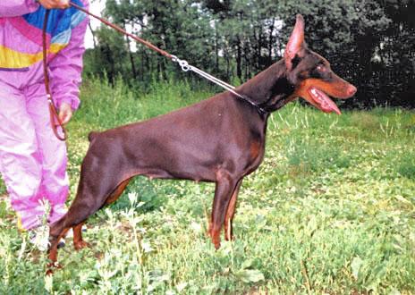 S'Lichobor Fragola Rossa | Brown Doberman Pinscher