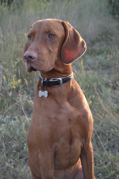 Tina Trading Harley | Hungarian Wirehaired Vizsla 