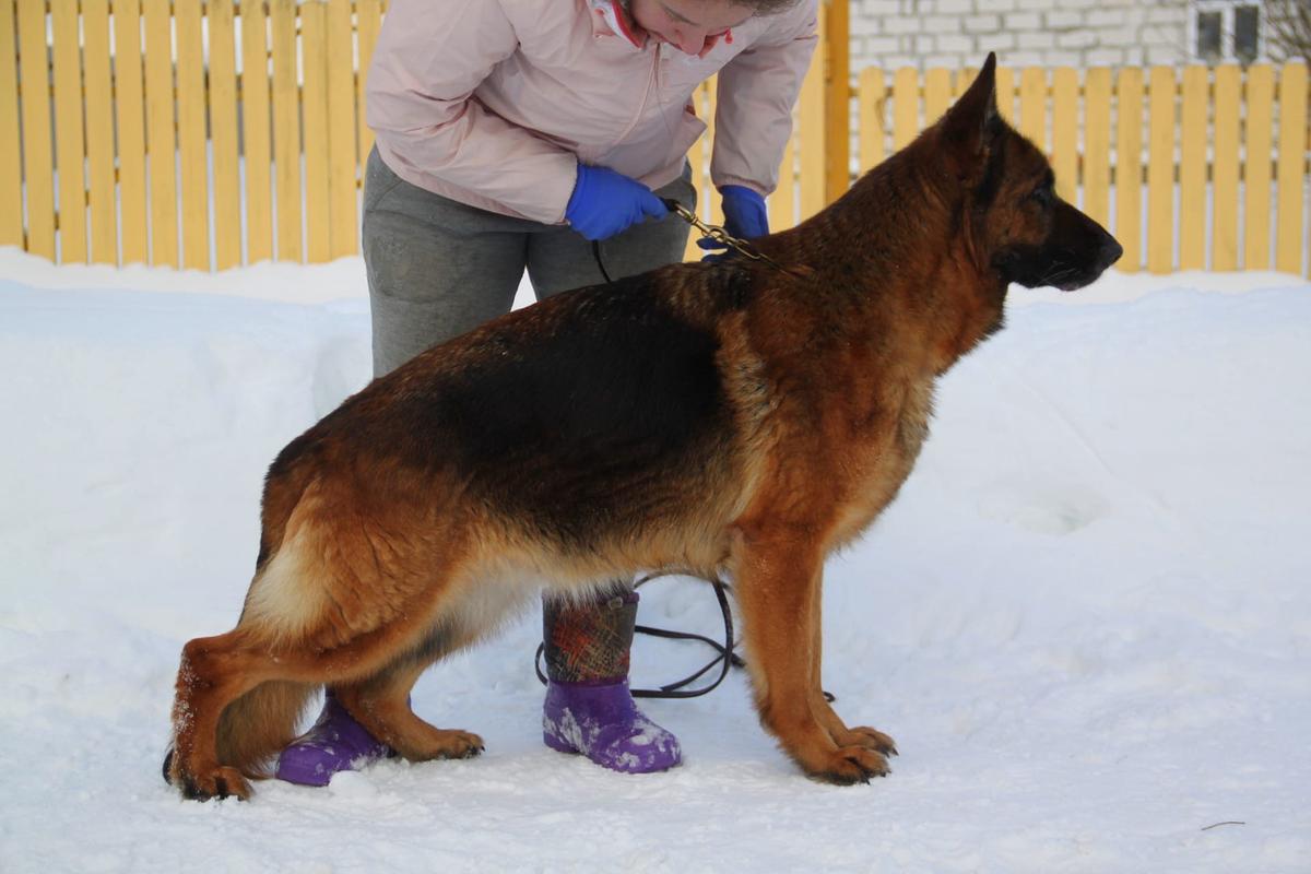 De Orse Mak Flai SHERLIN | German Shepherd Dog 