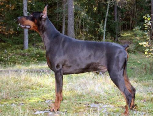 Santa Julf Lanvin | Black Doberman Pinscher