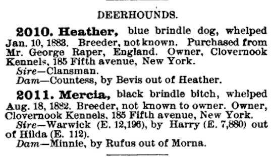 Heather (1883) | Scottish Deerhound 