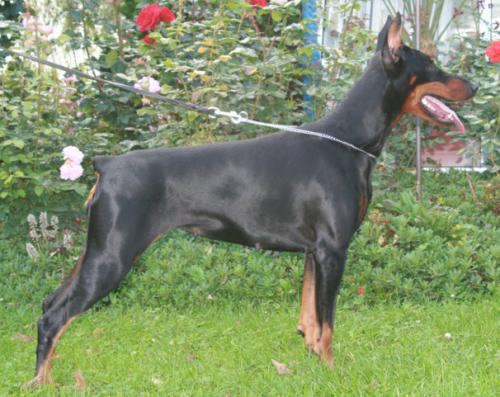 Allegra v. Schattenfell | Black Doberman Pinscher