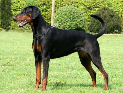 Frieda v. Warringhof | Black Doberman Pinscher