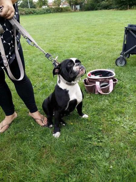 UltimateBulls of Denmark's Tinkerbell | Olde English Bulldogge 