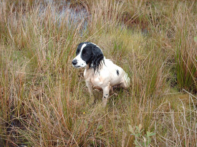 Cynhinfa Isidore | English Cocker Spaniel 