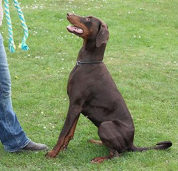 Farinca v. Warringhof | Brown Doberman Pinscher