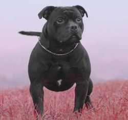 Richmax zebra finch ferro | Staffordshire Bull Terrier 