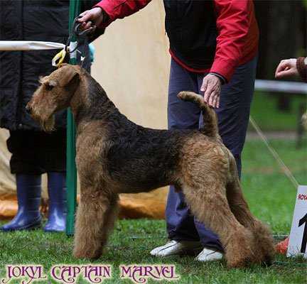 Jokyl Captain Marvel | Airedale Terrier 