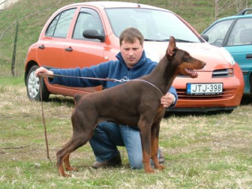 Tom-Dober Mona Lisa Muzsa | Brown Doberman Pinscher