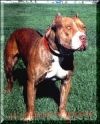 A/A Dragon of Dagger | American Pit Bull Terrier 