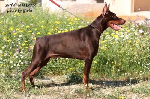 Surf di Casa Coppo | Black Doberman Pinscher