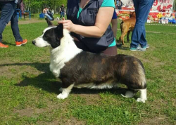 CARDIFINITI AMEIZING | Cardigan Welsh Corgi 