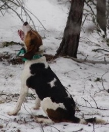 Sciaretta's Groom Creek Jazz | Treeing Walker Coonhound 