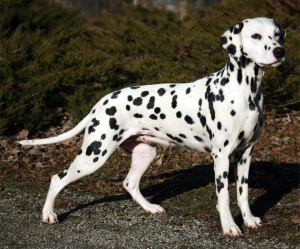 United Spots Pennsylvania | Dalmatian 