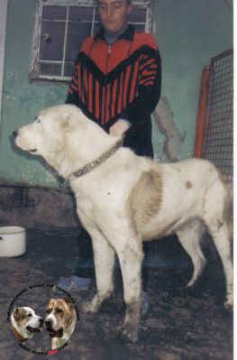 Dushman-Mato | Central Asian Shepherd Dog 