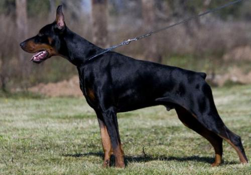 Kiron Klaudia del Jardin de Elfos | Black Doberman Pinscher