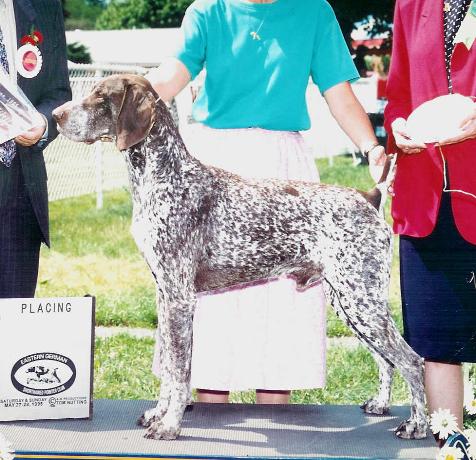 Malhaven Drumfire Buck Hollow | German Shorthaired Pointer 