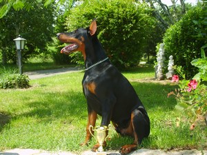 Bravo Lazodobi | Black Doberman Pinscher