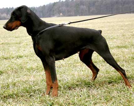 Biba Lazodobi | Black Doberman Pinscher