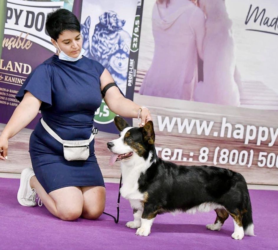 SEVASTOPOLSKIY VALS Nickname | Cardigan Welsh Corgi 