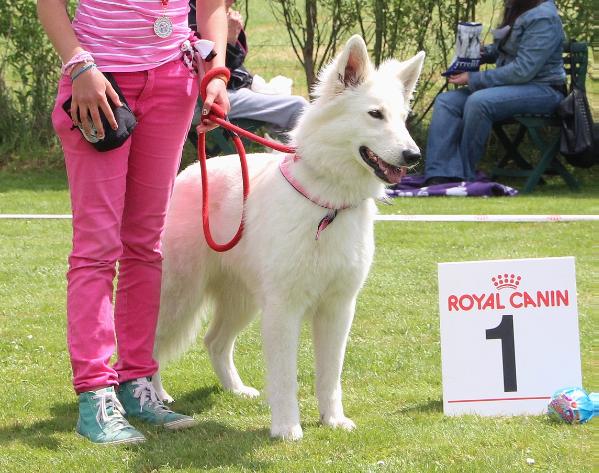 Aayushi of Shadasa | White Swiss Shepherd Dog 