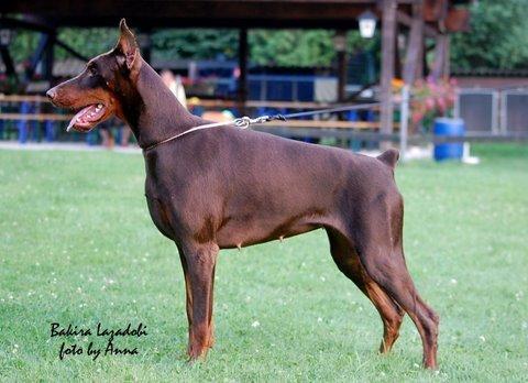 Bakira Lazodobi | Brown Doberman Pinscher