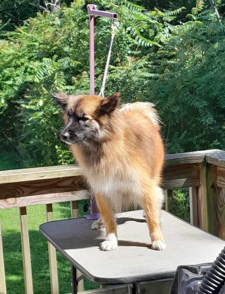 Valhalla's Sun Dancer | Icelandic Sheepdog 