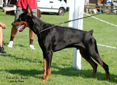 Erik del Rio Bianco | Black Doberman Pinscher